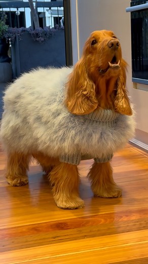 Yeah-Boí | Would be grateful if you can speed this cooking time up 🧑‍🍳 Kind regards, hungry hungry hippo 🦛 #YeahBoiTheCocker Floofy by @themaxbone | Instagram