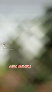 Ficus evergreen plants best plants for landscaping #coperniciapalm #HomeDecorGoals #NatureLovers #gardening #IndoorGardening #palm #homedecor #hangingplants | Dogar Online Nursary and Kitchen Gardening Shop | Facebook