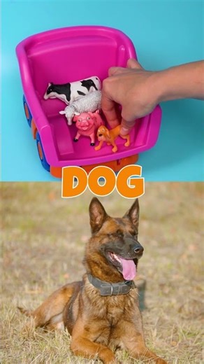 Meet the Farm Animals! 🐑🐖🐄