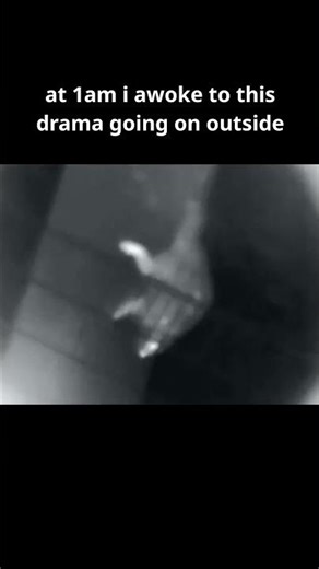 Crow makes alarm during the night due to racoon climbing tree