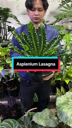 Asplenium Lasagna Cobra🪴