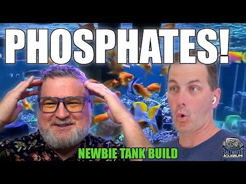 Managing PHOSPHATE Levels in Your Saltwater Aquarium - Newbie Tank Build