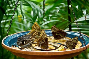 Butterfly House, Missouri Botanical Garden - Alchetron, the free social encyclopedia