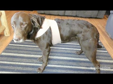 DIY Dog Anxiety Wrap