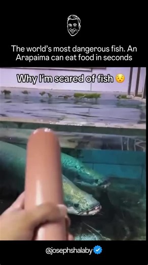 Joseph Shalaby on Instagram: "An Arapaima eats food in seconds. Same energy as lunch at my house."