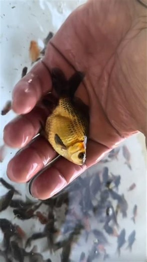 “2-Month-Old GIANT 🐟🔥 | DFGFF Bloodline” @D@DaFancyGoldFishFamily