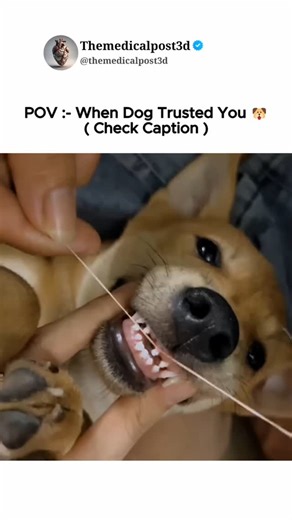 Themedicalpost3d on Instagram: "🐾Milk tooth extraction in dogs is a common procedure to remove baby teeth that fail to fall out. This typically occurs between 3-6 months of age. Retained milk teeth can cause overcrowding, discomfort, and lead to dental problems. Regular dental checks help identify retained milk teeth, and extraction prevents potential complications. #medical #biology #healthcare #dogcare #tooth #extraction #education #fyp #viral #explore #instagood"