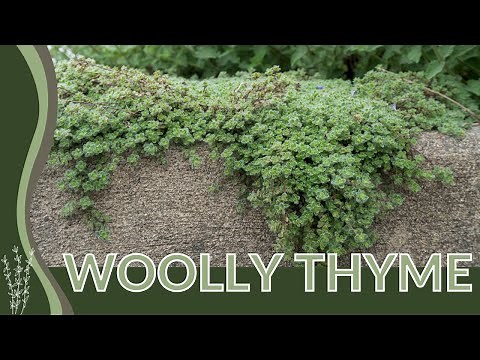 The Growing Popularity of WOOLLY THYME! (Thymus serpyllum)