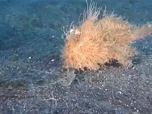 Cool, Hairy Frogfish has a Flounder sandwich for Lunch! | Blue Chum