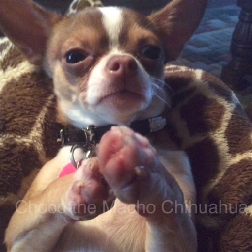 Prayer for Miss @Karen Dunn Kilgore🐾🐶🙏🏻❤️ | Choco the Macho Chihuahua