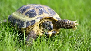 No-touch sensor measures vital signs of small animals | Cornell Chronicle