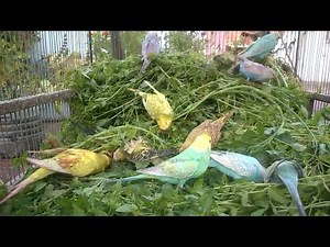 Budgie Colors 101 How to Identify Mutations for Beginners! 🐦✨