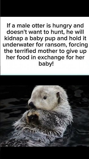 Sea Otters are Evil
