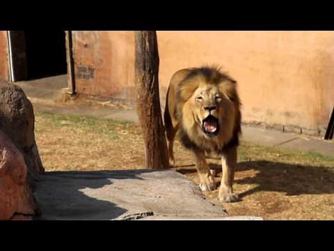 Lions Roar - Please turn up the volume for this video!!