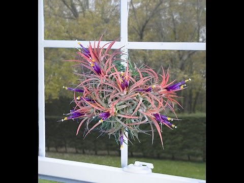 Air Plants (Tillandsias) - The Joy and Ease of Growing Air Plants