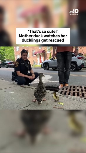 116K views · 3.6K reactions | Watch a mother duck fret as a handful...