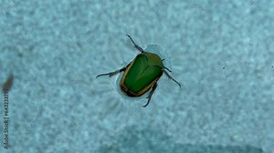 Large Figeater beetle floating in the swimming pool in the backyard