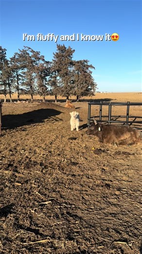 Discovering Adorable Mini Highland Cows