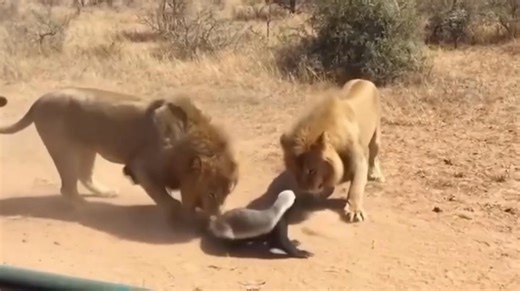 Honey badger aka Ratel charges at two giant lions 🤣 Honey badger is one of the most fearless animals in the wild. | Nature's World