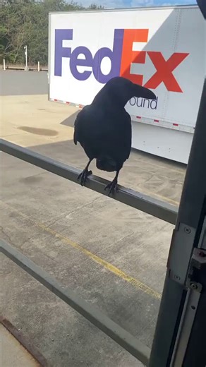 Went down the rabbit hole on this. A wildlife biologist at the University of Washington put on a rubber caveman mask, trapped seven crows on campus, and let them go. For nearly three years afterward, every time he wore that mask, crows screamed at him from the trees. Even crows that had only watched the original trapping joined in. Crows that arrived years later learned to scold the mask from the others.The brain doing all this is the size of a walnut. In 2016, a research team at Vanderbilt and 