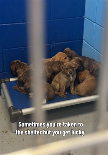 Adopt Unlucky Shelter Dogs: A Plea for Adoptions