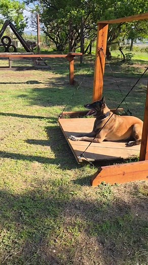 2.1K views · 40 reactions | Check our mixed breed do the entire course on its own 拉 One Breed .... One Team  #Dogclub #K9club #dogtraining #k9obstacles #PitTrack | Pit-Track | Facebook