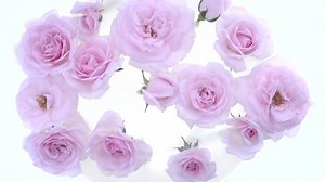 Roses Bloom Time Lapse Delicate Roses Stock Footage Video (100% Royalty-free) 1055287307 | Shutterstock