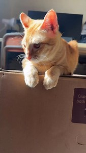 2.1K views · 1K reactions | Nag restock na si @fuzzball.ph Cat Litter at may bago silang scent! Lavender Field at Lemon Zest! Parehong mabango! Order na! Click the yellow basket! #fuzzball #leet #presidentleet #ponpon | President Leet | Facebook