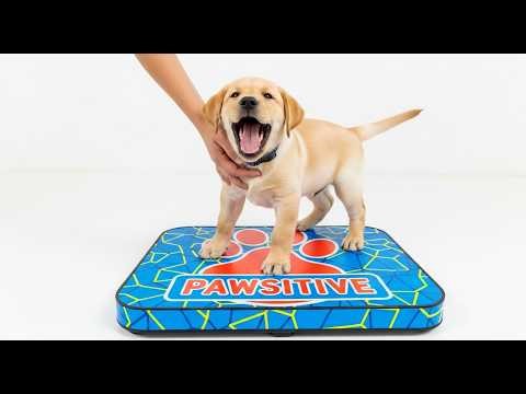 Puppy's First Vet Visit: Making It a Pawsitive Experience 🐾