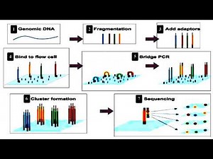 Principle and Uses and Platforms and Steps of Next Generation Sequencing Method