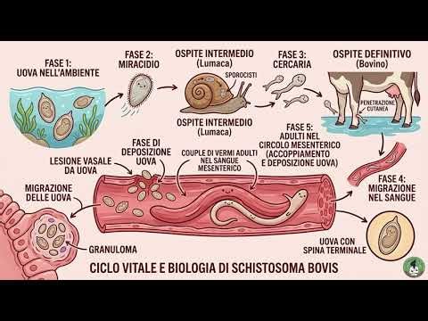 SCHISTOSOMA BOVIS (trematiodi)