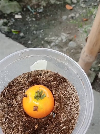 Pagtatanim ng Cloves sa Kamatis: Update Part 2