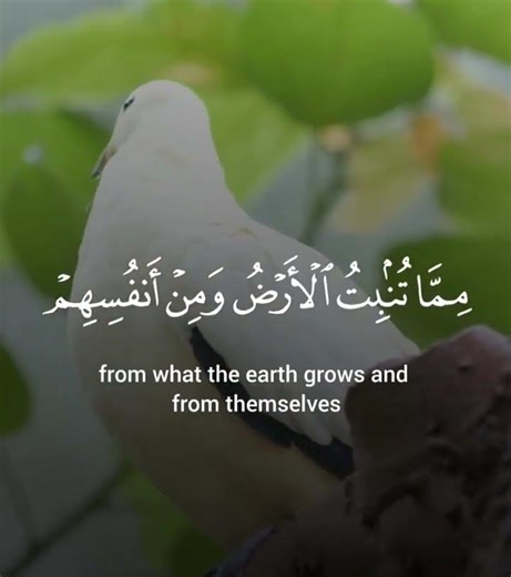 Quran recitation with the most calming voice