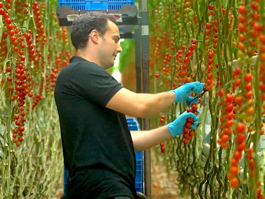 Inside the Netherlands' greenhouse empire. Photos show how it became the world's second-largest agricultural exporter.