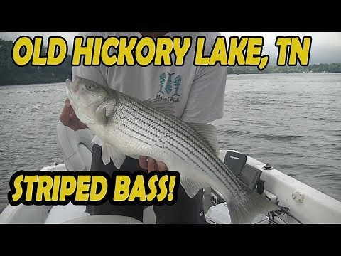 Catching Stripers at Old Hickory lake TN