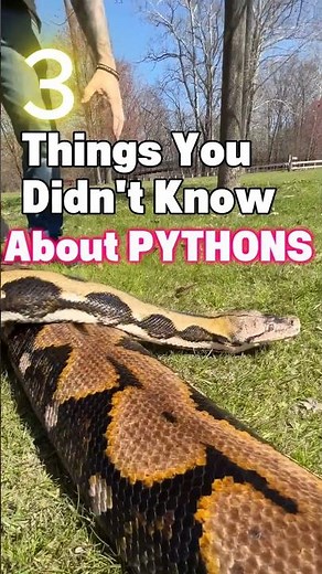 3 Things You Didn't Know About Pythons 🐍