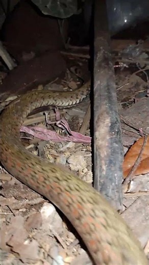 Never buy a snake as a pet. #snake #NationalInstituteofBiologicalResources #venomoussnake #cobra ...