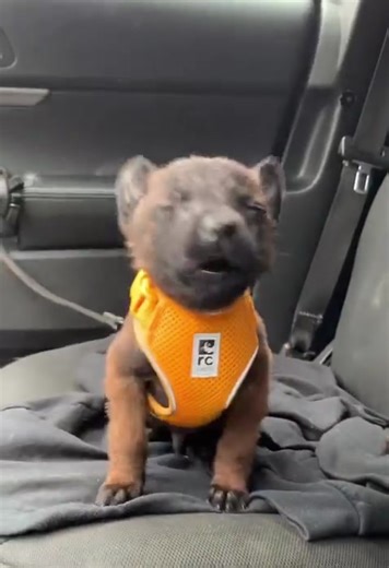 8 week old Weasel 🫶
