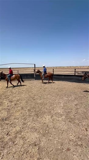 Colt starting | Anthony Jessup Colt Starting