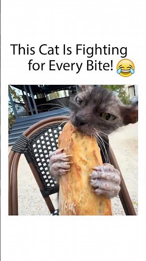 This Cat Is Fighting for Every Bite! 😂🍞 #cat #bread #eating