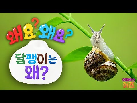 느릿느릿 달팽이의 무기는? 달팽이는 왜?ㅣ왜요? 왜요? 궁금할 만두ㅣKBS 231228 방송