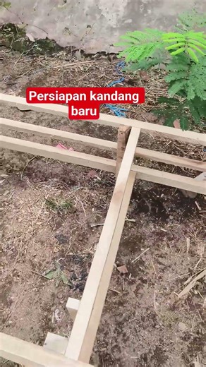 Preparation for making a new guinea pig cage #guinea pig cage #guinea pig breeding #guinea pig an...