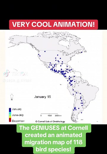 Explore Animated Bird Migration Map by Cornell