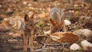 12K views · 64 reactions | A Rare Sighting of Black-backed Jackal...