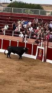 💥🐂 La majestuosidad y el poder salvaje de un toro bravo de salida. #toros #tauromaquia #bull #bullfighter #bullfighting #toro #torero #toreo Vídeo: Inteligencia Taurina | Cultoro