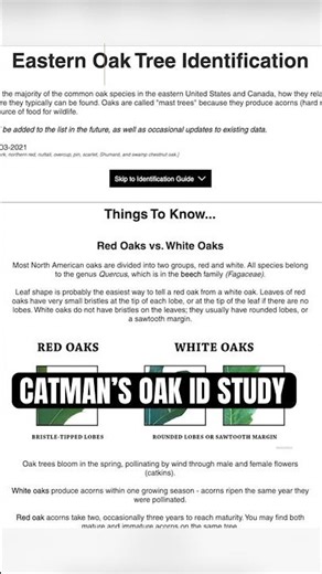 Catman’s Oak Tree ID study in Tennessee