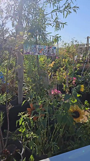 Thank you to everyone that came to support today! We had a fantastic turnout and were so excited to host our first Saturday giveaway. We have officially booked out service and plantings through Nov-20th today, with more work throughout the community pending scheduling! If you would like to get on the schedule before December, now is the time to do so! SERVICES OFFERED • Delivery and planting • Bulk Compost Delivery • Irrigation Installation and Repair • Home-visit Landscape Planning (including p