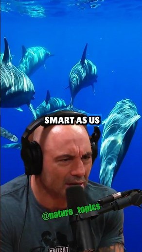 Are Dolphins as Smart as Humans? Phil Demers on Joe Rogan