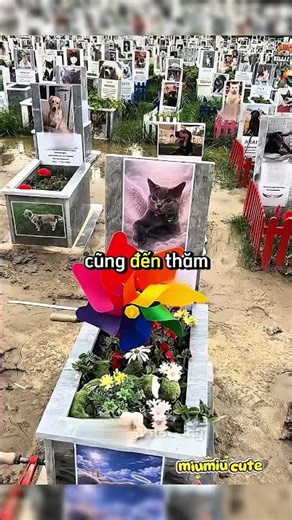 Spinning Pinwheel and a Message from a Little Cat 🐾💔