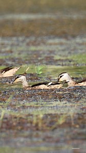 6K views · 861 reactions | Cotton pygmy goose #birds #reels #wildlife #nature | 퐍퐚퐭퐮퐫퐞 퐏퐡퐨퐭퐨퐬 퐁퐨퐨퐤 | Facebook